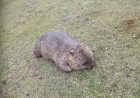 Australia NSW Native Animal Kill Permits Surge 75% in 2025