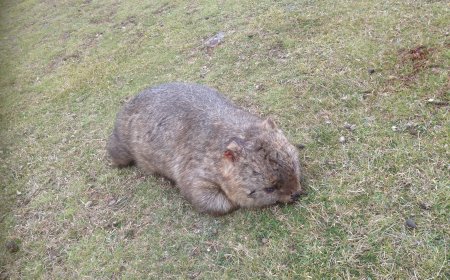 Australia NSW Native Animal Kill Permits Surge 75% in 2025