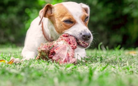 Changing Your Dog's Diet Saves the Planet Better than Yours