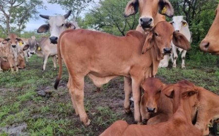 12 Years Behind Bars: How a Five-Cattle Heist Ended in a Heavy Sentence for Gweru Farm Man