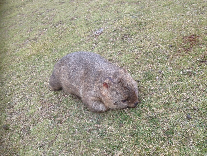 Australia NSW Native Animal Kill Permits Surge 75% in 2025
