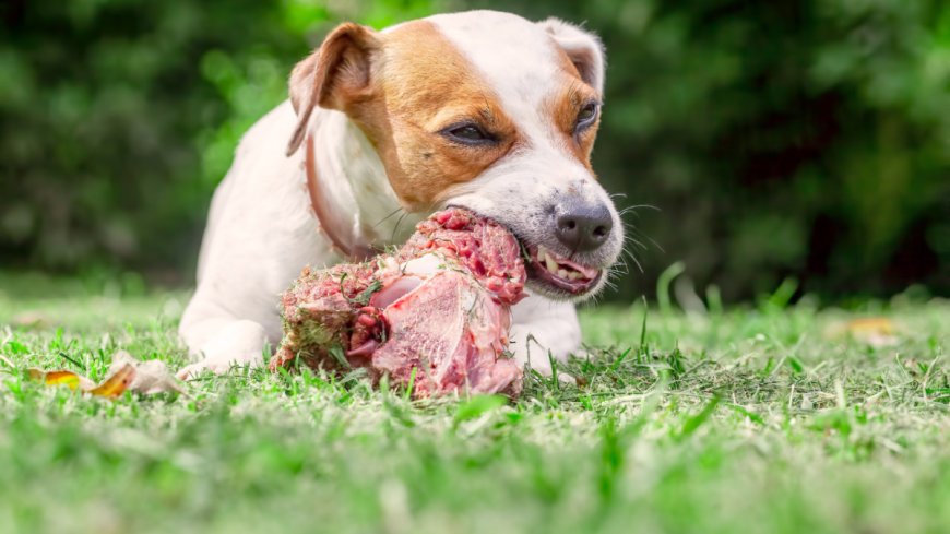 Changing Your Dog's Diet Saves the Planet Better than Yours