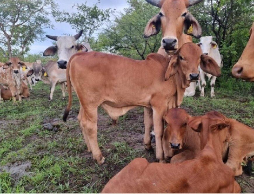12 Years Behind Bars: How a Five-Cattle Heist Ended in a Heavy Sentence for Gweru Farm Man