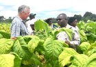 Zimbabwe Offering 100% Profit Repatriation & Tax Holidays in US$1.4 Billion Agricultural Investment Drive
