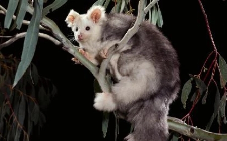 NSW Forestry Face-Off Over Endangered Glider Habitat in Glenbog State Forest