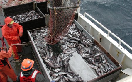 Climate Change Threatens Global Fishing Yields, Monash Study Finds