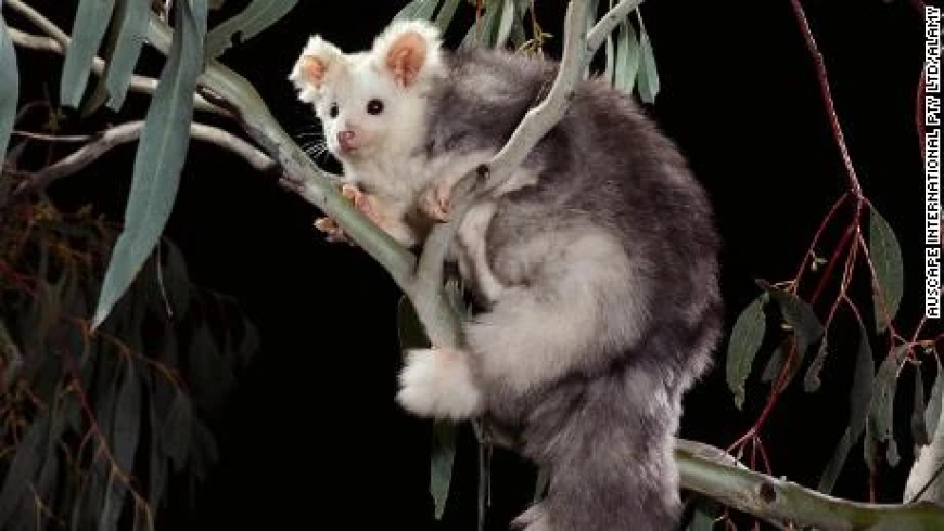 NSW Forestry Face-Off Over Endangered Glider Habitat in Glenbog State Forest
