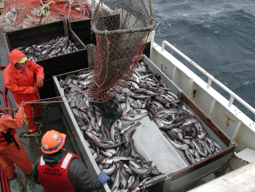Climate Change Threatens Global Fishing Yields, Monash Study Finds