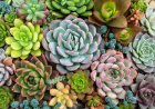 Four Chinese Nationals Sentenced in South Africa for Possessing R1.5 Million Worth of Illegal Plants