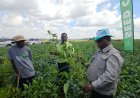 Zimbabwe Economic Growth Slows Despite Agriculture Rebound: ZIMSTAT