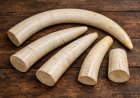 Gokwe Man Jailed 9 Years for Illegal Ivory Possession