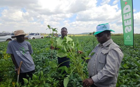 Zimbabwe Economic Growth Slows Despite Agriculture Rebound: ZIMSTAT