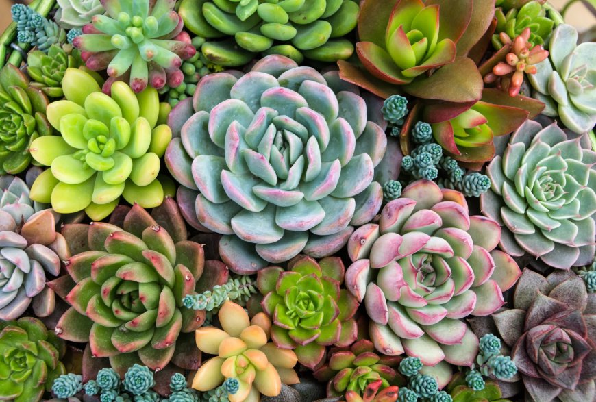 Four Chinese Nationals Sentenced in South Africa for Possessing R1.5 Million Worth of Illegal Plants