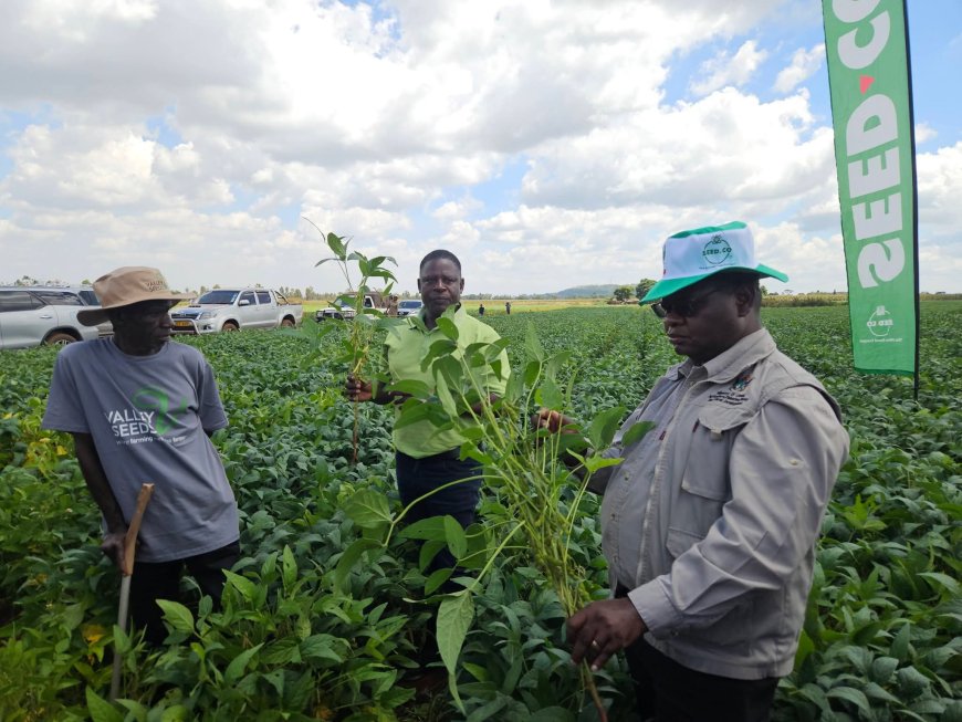 Zimbabwe Economic Growth Slows Despite Agriculture Rebound: ZIMSTAT