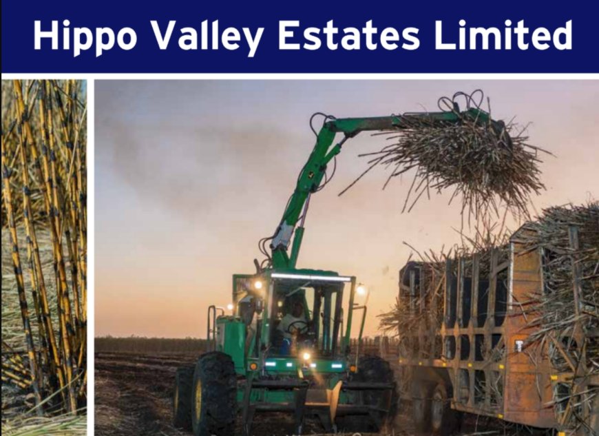 Deeply Rooted: How Hippo Valley Helped Build a Community, an Economy and a Legacy