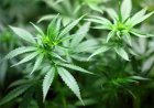 Ministers Propose Medicinal Cannabis Rules Overhaul