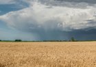 Hailstorms Moving Toward Poles, Threatening Winter Crops