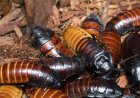 Australia Gvt Seizes Illegal Cockroaches Worth Over US$200K
