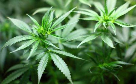 Ministers Propose Medicinal Cannabis Rules Overhaul