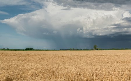 Hailstorms Moving Toward Poles, Threatening Winter Crops