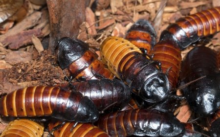 Australia Gvt Seizes Illegal Cockroaches Worth Over US$200K