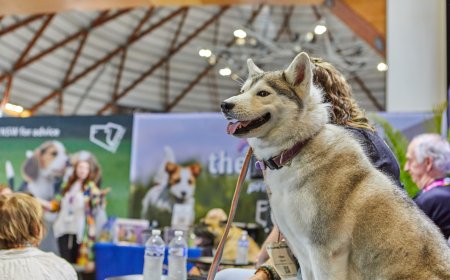 Sydney Dog and Cat Lovers Festivals 2026 Returns this August