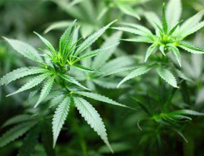 Ministers Propose Medicinal Cannabis Rules Overhaul