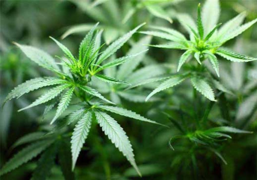 Ministers Propose Medicinal Cannabis Rules Overhaul