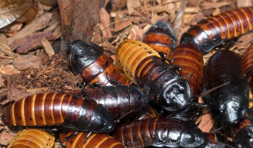 Australia Gvt Seizes Illegal Cockroaches Worth Over US$200K