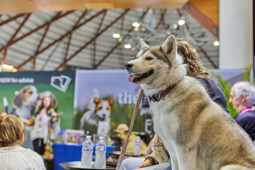 Sydney Dog and Cat Lovers Festivals 2026 Returns this August