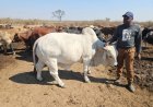 George Moss Feedlot Drives Climate-Smart Beef Production in Matabeleland North