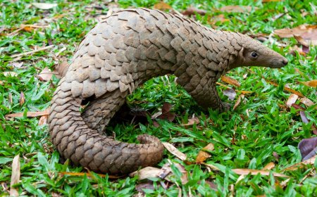 Two Jailed in Separate Bulawayo Pangolin Trafficking Cases