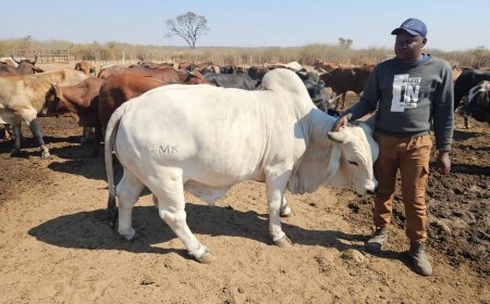 George Moss Feedlot Drives Climate-Smart Beef Production in Matabeleland North