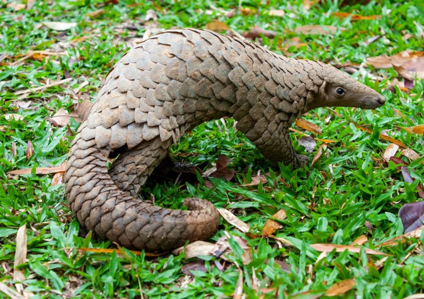 Two Jailed in Separate Bulawayo Pangolin Trafficking Cases