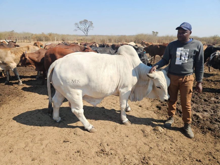 George Moss Feedlot Drives Climate-Smart Beef Production in Matabeleland North