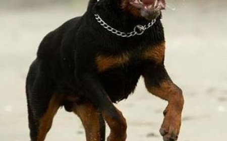 Rottweiler Attack Leaves Baby Dead, Two Others Seriously Injured