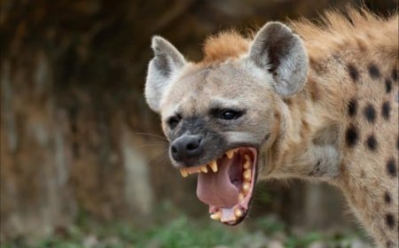 Zaka Man Loses Two Fingers in Hyena Attack