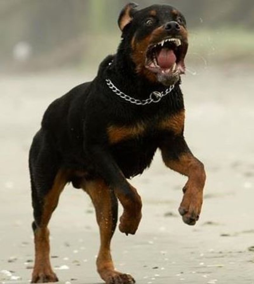 Rottweiler Attack Leaves Baby Dead, Two Others Seriously Injured