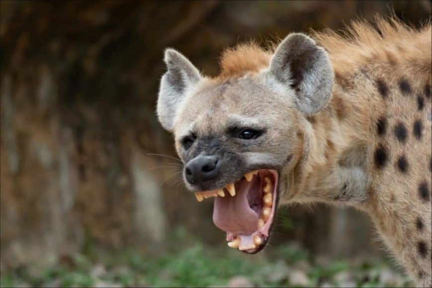 Zaka Man Loses Two Fingers in Hyena Attack