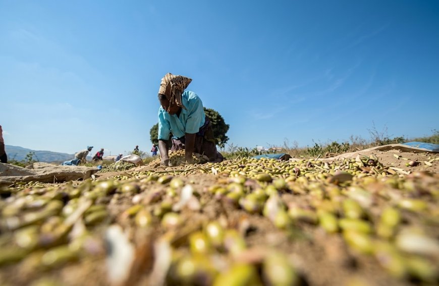 World Bank Warns Zimbabwe Poverty Remains High Despite Economic Growth